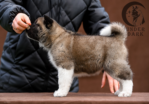 Щенки Американской акиты